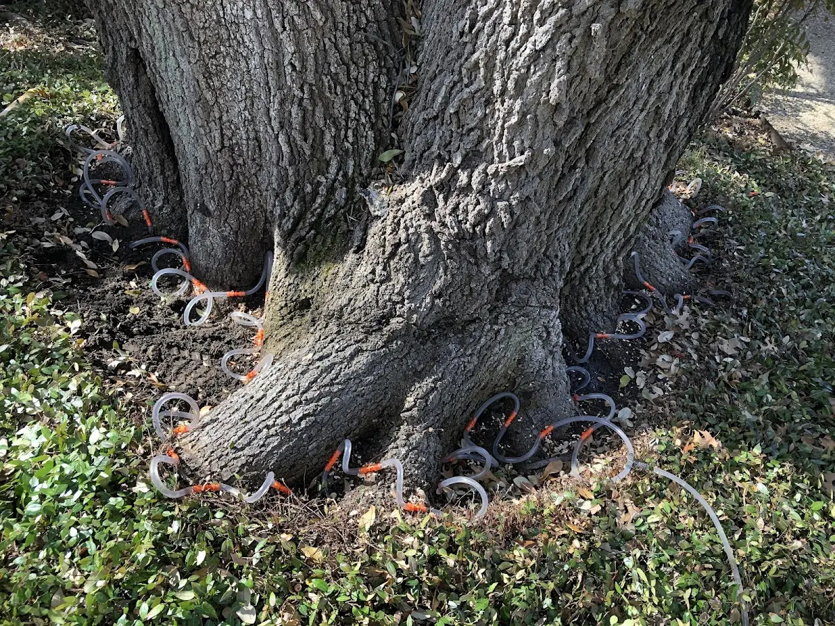 Detailed Tree Cabling and Bracing job site in Manokotak