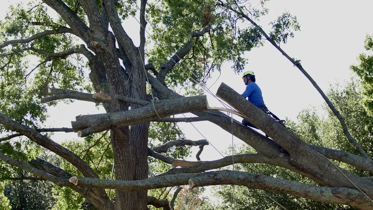 Professional Crown Thinning performed by certified arborists in Manokotak